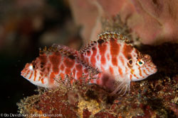 BD-110318-Puerto-Galera-3923-Cirrhitichthys-aprinus-(Cuvier.-1829)-[Spotted-hawkfish].jpg